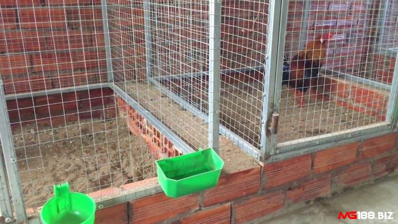Cách chữa gà bị gãy cựa: Dọn dẹp khu vực nuôi nhốt gà chọi