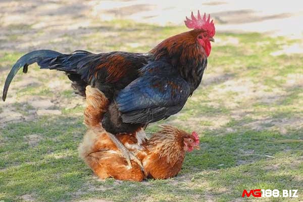 Cách tăng cân cho gà chọi là không cho gà đạp mái