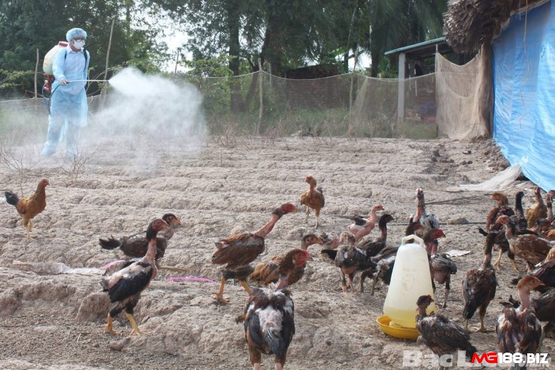 Vệ sinh chuồng trại giúp phòng ngừa các bệnh thường gặp ở gà chọi