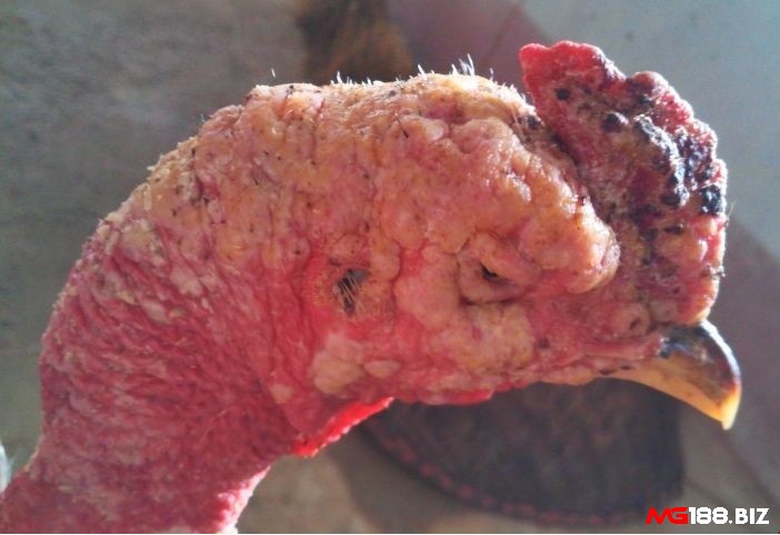 Triệu chứng đậu gà thường có mụn đậu xuất hiện màng giả trên yết hầu