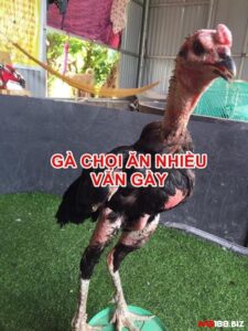 Cách chữa gà chọi ăn không tiêu: 3 cách chữa dứt điểm