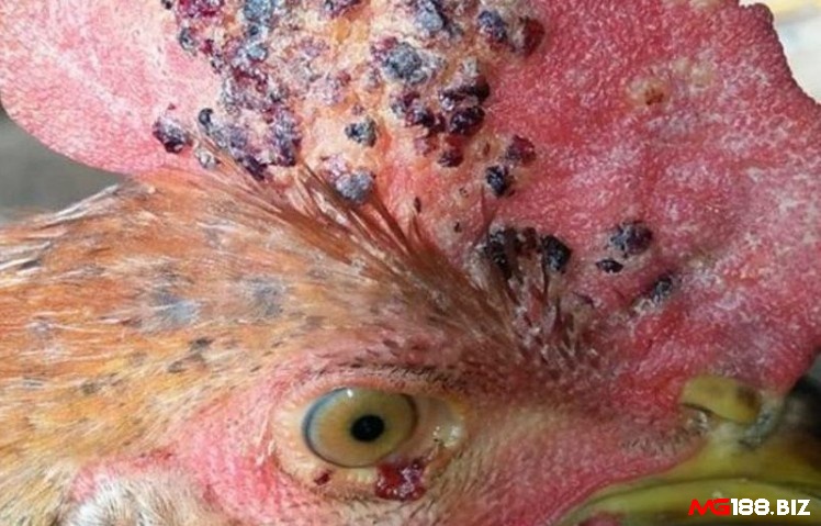 Bệnh đậu ở gà cũng có thể dẫn tới mù mắt