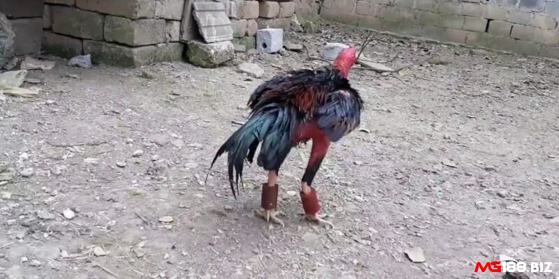 Đeo cục tạ vào chân của gà để luyện tập lực chân cho gà