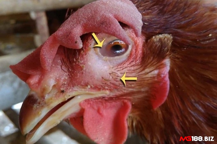 Cách chữa gà chọi bị sưng phù mặt là tách gà bị bệnh ra khỏi đàn