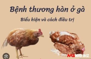 Cách chữa gà chọi bị thương hàn nhanh và dứt điểm