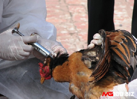 Để ngừa bệnh thủy đậu cho gà thì cần tiêm vắc xin