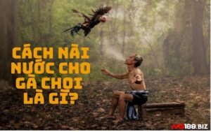 Cách nài nước cho gà chọi: 3 "chiêu độc" giúp gà sung mãnh