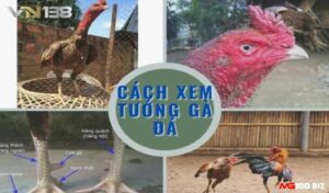 Cách xem tướng gà đá với 4 kinh nghiệm hiệu quả nhất