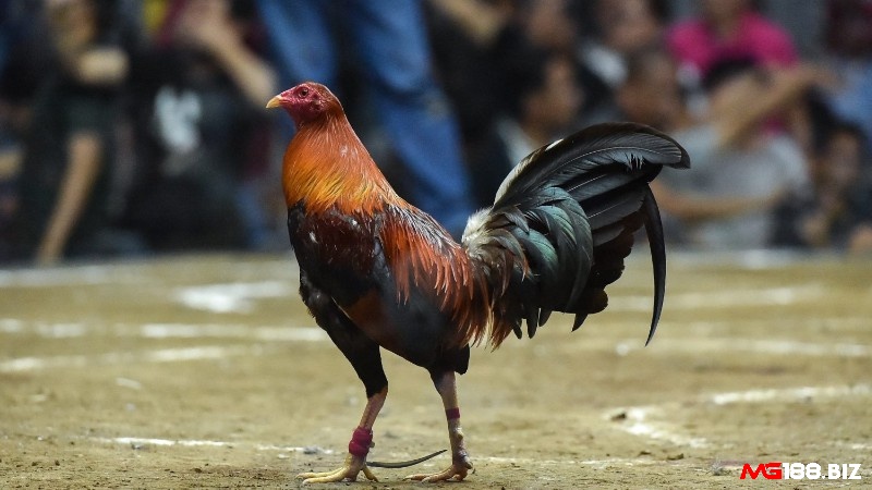 Gà Peru là giống gà chiến tốt nhất để tham gia đá gà cựa dao hiện nay