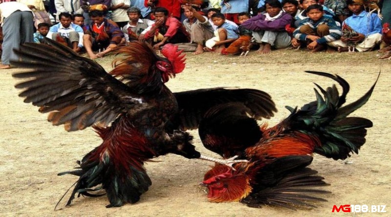  Đá gà tre là một trong những hình thức đá gà phổ biến tại Philippines