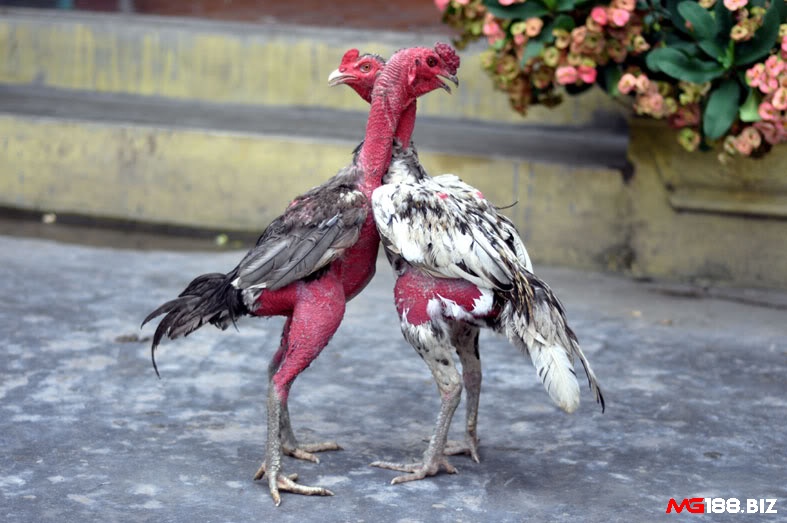 Giống gà nòi thường có đặc điểm là trụi lông