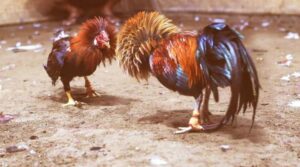 Đá gà philippines là gì? Hình thức đá gà hàng đầu châu Á
