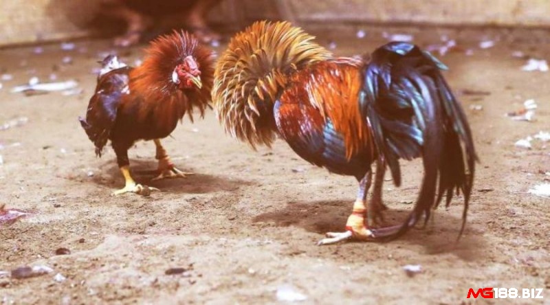 Đá gà philippines là gì? Đây là một hình thức đá gà phổ biến tại châu Á