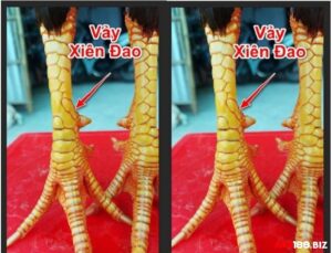 Gà vảy xuyên đao - Chiến kê cực phẩm với nhiều khác biệt