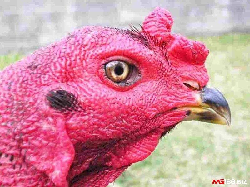 Những con gà chọi có đôi mắt sắc bén ra đòn rất chính xác