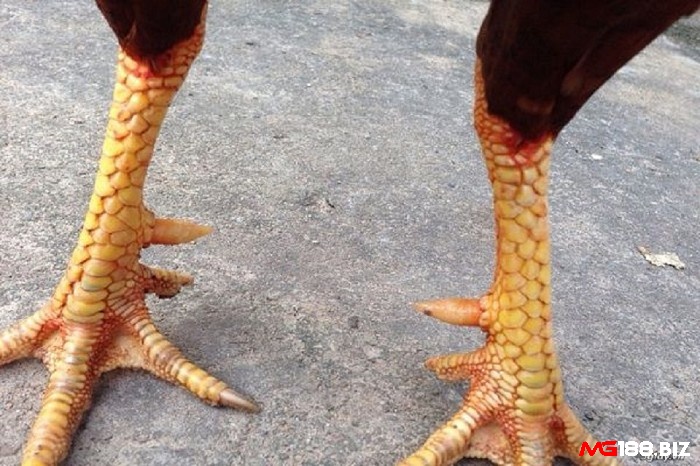 Vảy chân là một trong những đặc điểm nhận biết gà chọi giỏi