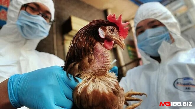 Cần tiêm phòng cho gà chọi để đảm bảo miễn dịch