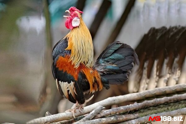 Gà tre còn được gọi là gà gô là một loài gia cầm thuộc họ Phasianidae 