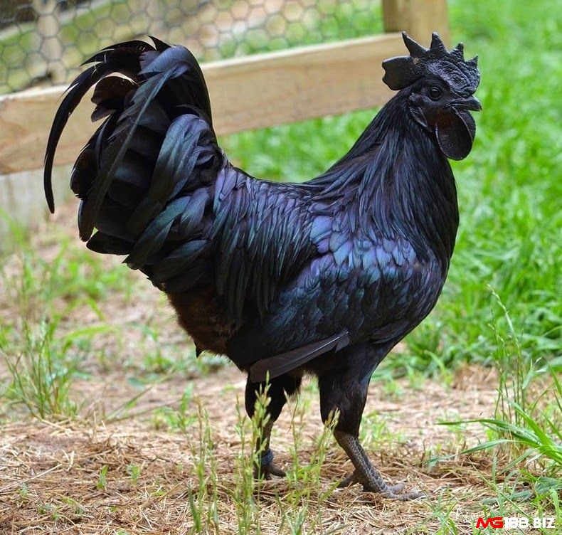 Nhiều người tin rằng gà đen mặt quỷ có thể mang lại sức mạnh "ma thuật" 