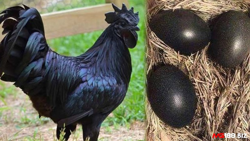 Trứng của gà đen mặt quỷ cũng có màu đen