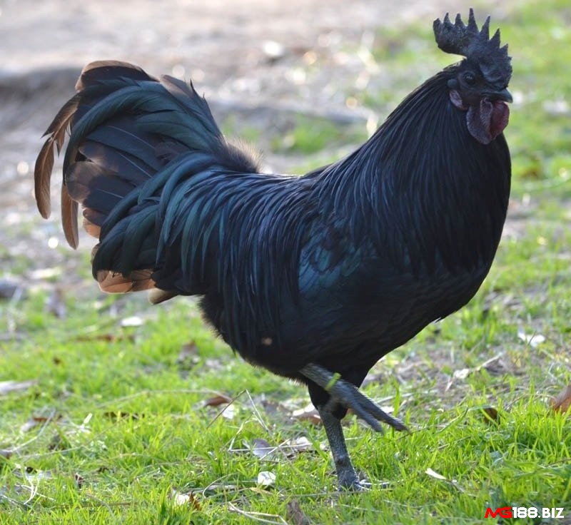Gà mặt quỷ có xuất xứ từ Indonesia được biết đến là một giống gà độc đáo